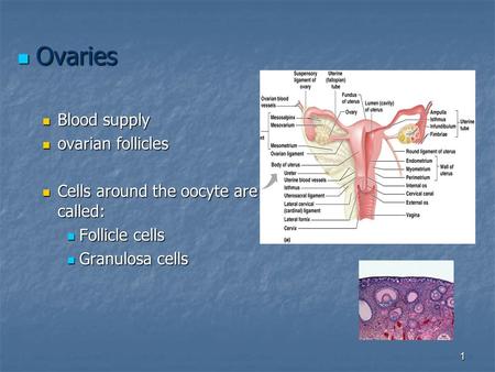 1 Ovaries Ovaries Blood supply Blood supply ovarian follicles ovarian follicles Cells around the oocyte are called: Cells around the oocyte are called: