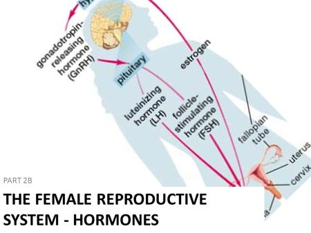 PART 2B THE FEMALE REPRODUCTIVE SYSTEM - HORMONES.
