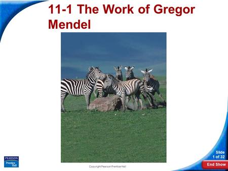 End Show Slide 1 of 32 Copyright Pearson Prentice Hall 11-1 The Work of Gregor Mendel.