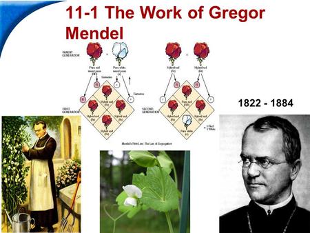 End Show Slide 1 of 32 Copyright Pearson Prentice Hall 11-1 The Work of Gregor Mendel 1822 - 1884.