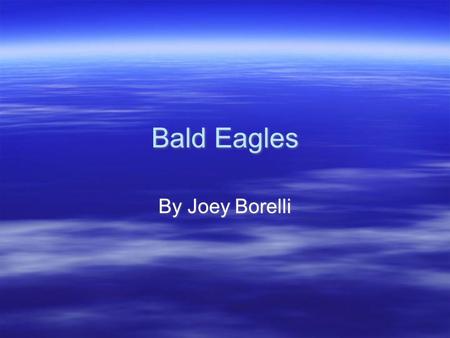 Bald Eagles By Joey Borelli In class I have been researching the bald eagle. In this report I will tell you facts about the bald eagle. You will learn.