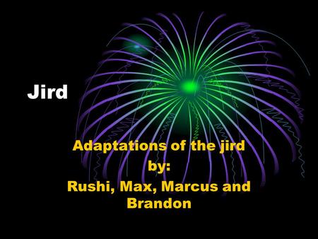 Jird Adaptations of the jird by: Rushi, Max, Marcus and Brandon.