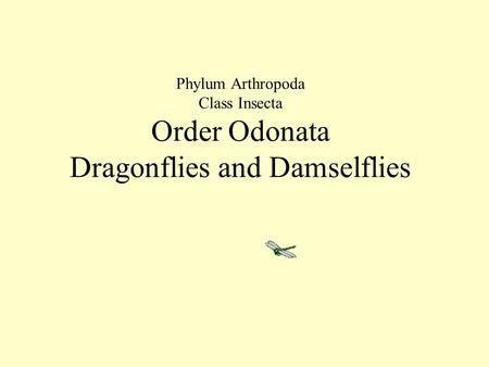 Phylum Arthropoda Class Insecta Order Odonata Dragonflies and Damselflies.