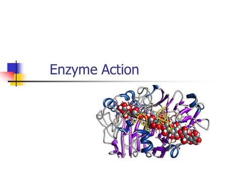 Enzyme Action. What you should learn How biochemical reactions are catalysed by enzymes. The precise role of active sites. Types of enzyme inhibition.