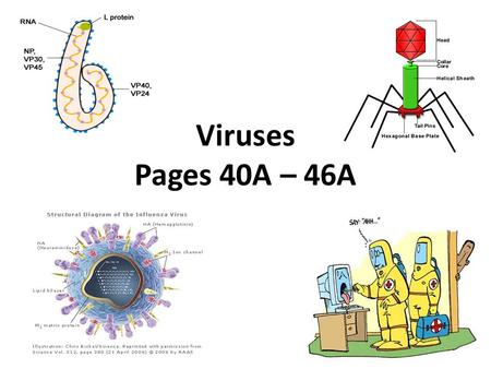 Viruses Pages 40A – 46A.