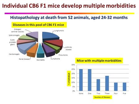 Individual CB6 F1 mice develop multiple morbidities Histopathology at death from 52 animals, aged 24-32 months Number of lesions Number of Diseases % of.