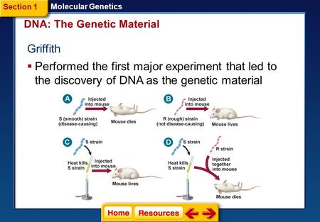 DNA: The Genetic Material Molecular Genetics Section 1 Griffith  Performed the first major experiment that led to the discovery of DNA as the genetic.