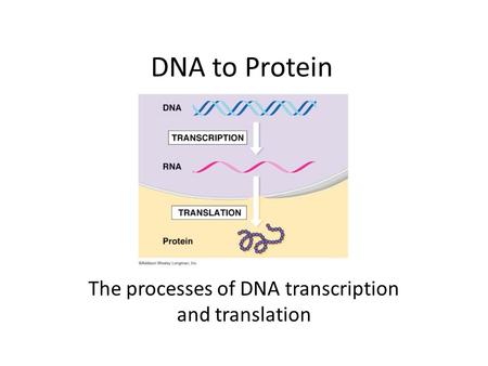 DNA to Protein The processes of DNA transcription and translation.