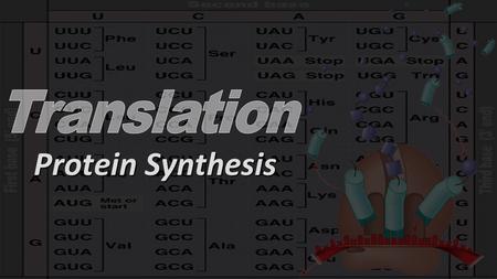 Protein Synthesis. Translation Overview One codon One amino acid.