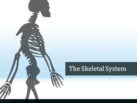 The Skeletal System. Do Now What is the job of the frame/walls of a building? Why do you think we have bones? What do you think would happen if we didn’t.
