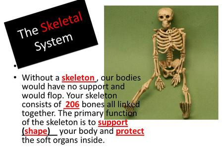The Skeletal System Without a skeleton, our bodies would have no support and would flop. Your skeleton consists of 206 bones all linked together. The primary.