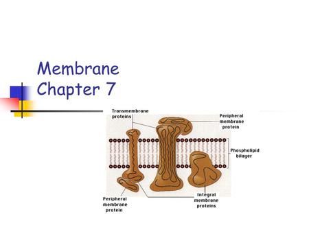 Membrane Chapter 7. Cell membrane Cell Membrane Plasma membrane Selective permeability Surrounds all living cells 2 molecules thick.
