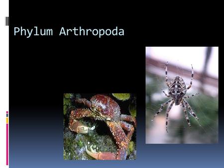 Phylum Arthropoda. Arthropods  Make up about 80% of the known animal species  Insects are by far the most common species of arthropods  Arthropod means.