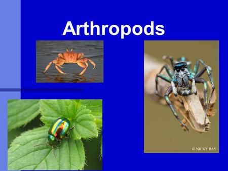 Arthropods.