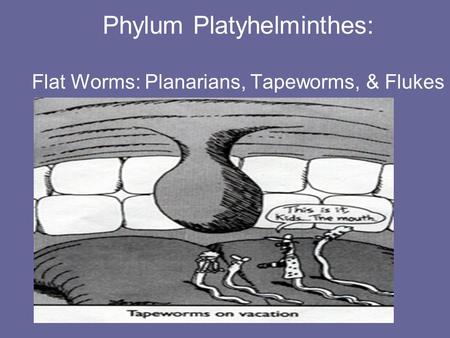 Phylum Platyhelminthes: Flat Worms: Planarians, Tapeworms, & Flukes.