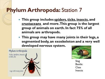Phylum Arthropoda: Station 7