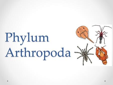 Phylum Arthropoda. ARTHROPODS Largest Phylum o Insects Bilateral symmetry Segmented bodies Exoskeleton of chitin & protein o Ecdysozoa.