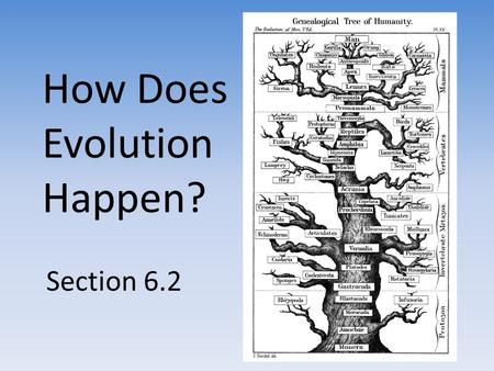 How Does Evolution Happen? Section 6.2. Discussion Describe a dinosaur. Why are there no dinosaurs alive today? Why do you think dinosaurs became extinct?