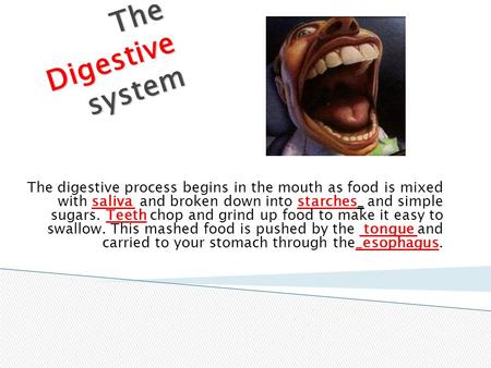 The Digestive system The digestive process begins in the mouth as food is mixed with saliva and broken down into starches_ and simple sugars. Teeth chop.
