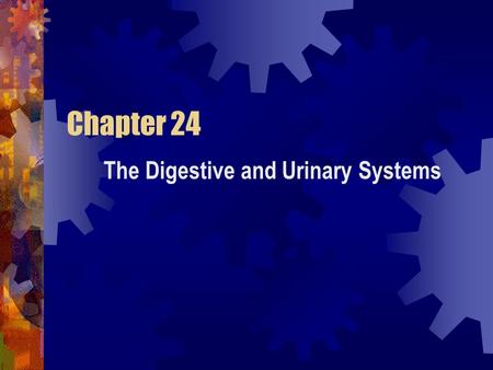 Chapter 24 The Digestive and Urinary Systems. Section 1 The Digestive System Objectives: Compare mechanical digestion with chemical digestion. Describe.