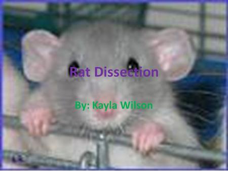 Rat Dissection By: Kayla Wilson. Digestive System By: Kayla Wilson.