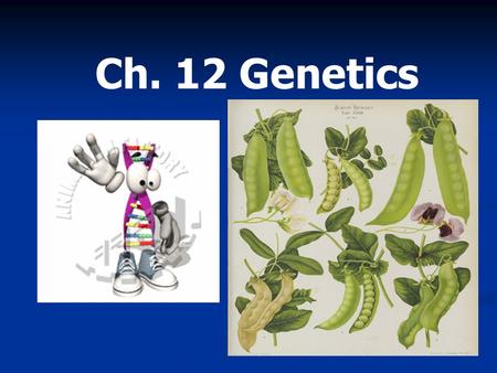 Ch. 12 Genetics Essential Question What controls the inheritance of traits in organisms?