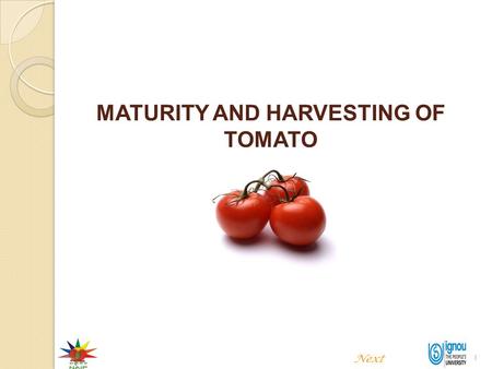 1 MATURITY AND HARVESTING OF TOMATO Next. 2 MATURITY AND HARVESTING OF TOMATO Introduction Tomato is considered as a most important fruit vegetable of.