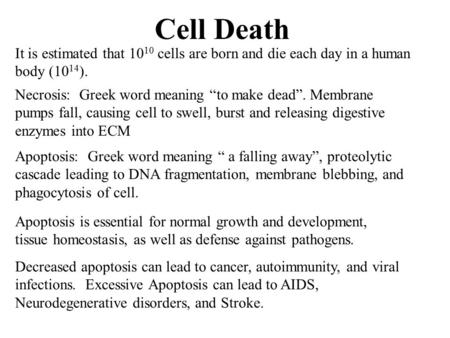 Cell Death It is estimated that 10 10 cells are born and die each day in a human body (10 14 ). Apoptosis: Greek word meaning “ a falling away”, proteolytic.