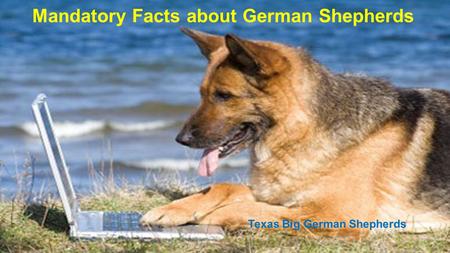 Mandatory Facts about German Shepherds