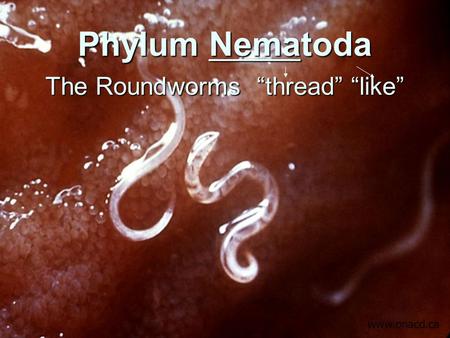 Phylum Nematoda The Roundworms “thread” “like” www.onacd.ca.