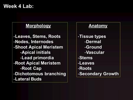Week 4 Lab: Morphology Leaves, Stems, Roots Nodes, Internodes