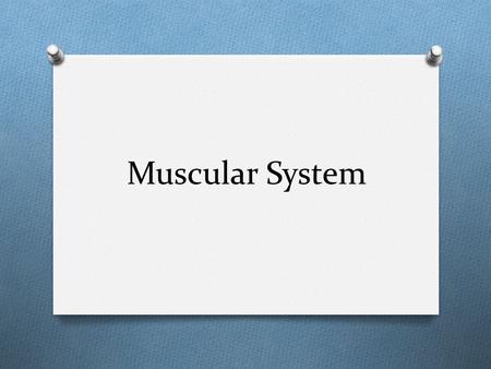 Muscular System. Quick facts O How many muscles do you think the body contains? O The body has more than 600 muscles O What percentage of the bodies weight.