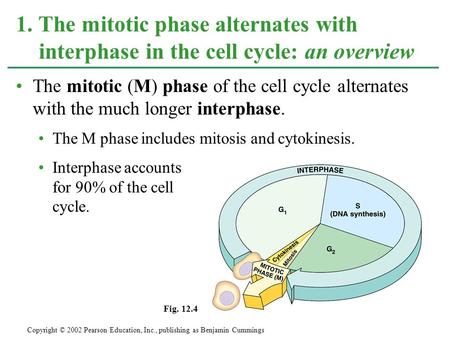 The mitotic (M) phase of the cell cycle alternates with the much longer interphase. The M phase includes mitosis and cytokinesis. Interphase accounts for.