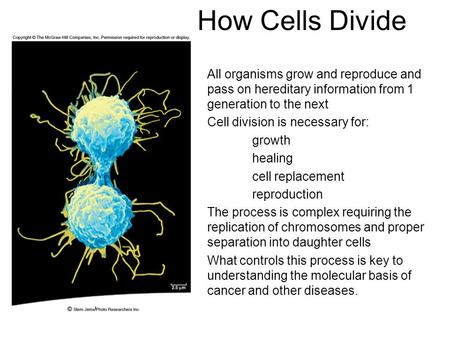 How Cells Divide All organisms grow and reproduce and pass on hereditary information from 1 generation to the next Cell division is necessary for: growth.