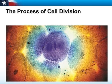 The Process of Cell Division. Learning Objectives  Describe the role of chromosomes in cell division.  Name the main events of the cell cycle.  Describe.