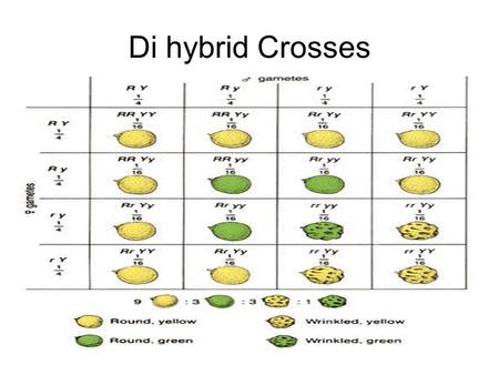 Di hybrid Crosses. 1. Di-hybrid Crosses a.Dihybrid crosses predict the probabilities of the combinations of two factors. b.Example: An individual who.