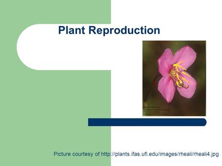 Plant Reproduction Picture courtesy of