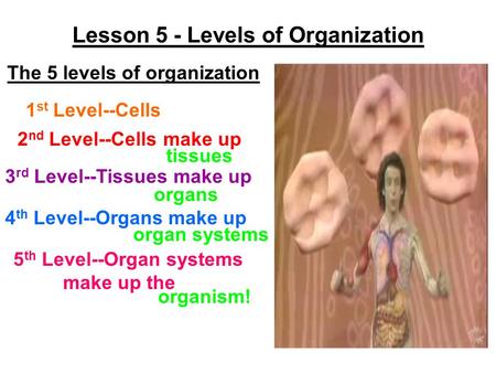 Lesson 5 - Levels of Organization
