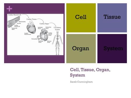 Cell, Tissue, Organ, System