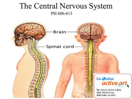 PH 606-613 The Central Nervous System. 1. What is the function of the nervous system? a.Receive information inside and outside your body. b.Directs.