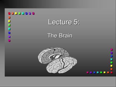 Lecture 5: The Brain.
