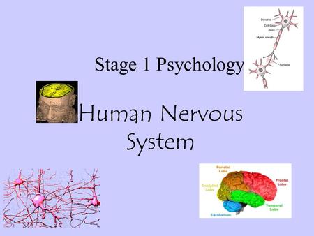 Stage 1 Psychology Human Nervous System. The nervous system is made up of several parts. The Central Nervous System (CNS) is made up of the areas encased.