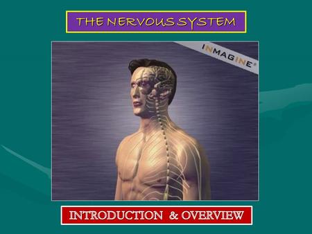 THE NERVOUS SYSTEM. FUNCTIONS collection of sensory input integration motor output The function of the nervous system is to detect changes in the: External.