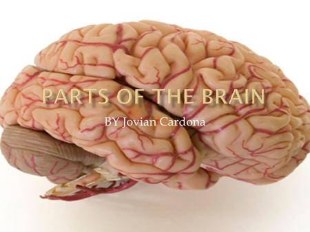Parts of the Brain BY Jovian Cardona.