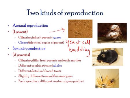 Two kinds of reproduction Asexual reproduction (1 parent) –Offspring inherit parent’s genes –Clones (identical copies of parent) Sexual reproduction (2.