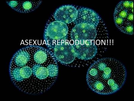 ASEXUAL REPRODUCTION!!!.