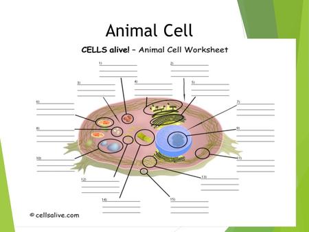 Animal Cell.