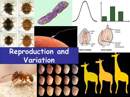 Reproduction and Variation. By the end of the lesson, you should be able to:  Describe asexual reproduction.  Describe sexual reproduction.  Explain.