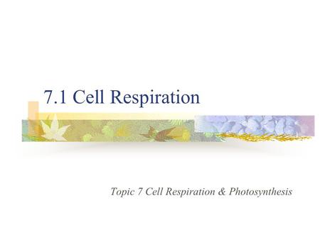 7.1 Cell Respiration Topic 7 Cell Respiration & Photosynthesis.