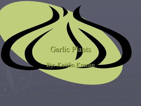 Garlic Plants By: Kaitlin Keenan.